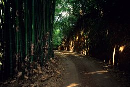 Archipel-des-Comores;-Bambous;-Bambouseraie;-Chemin;-Forêt;-France;-Kaleidos;-Kaleidos-images;-La-parole-à-limage;-Laurent-Abad;-Mayotte;-Nature;-Océan-Indien;-Stories-Pictures;-Végétation